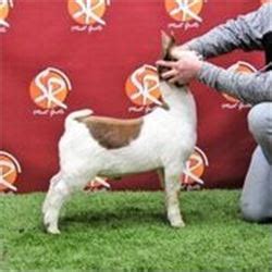 willoughby online goat sales